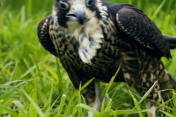 Media - Chim cắt phô diễn "võ cổ truyền", con mồi không kịp chạy thoát