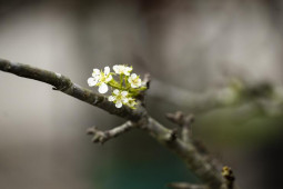 Tin tức trong ngày - "Cành củi khô" nở hoa trắng tinh khôi giảm nửa giá vẫn "ế"