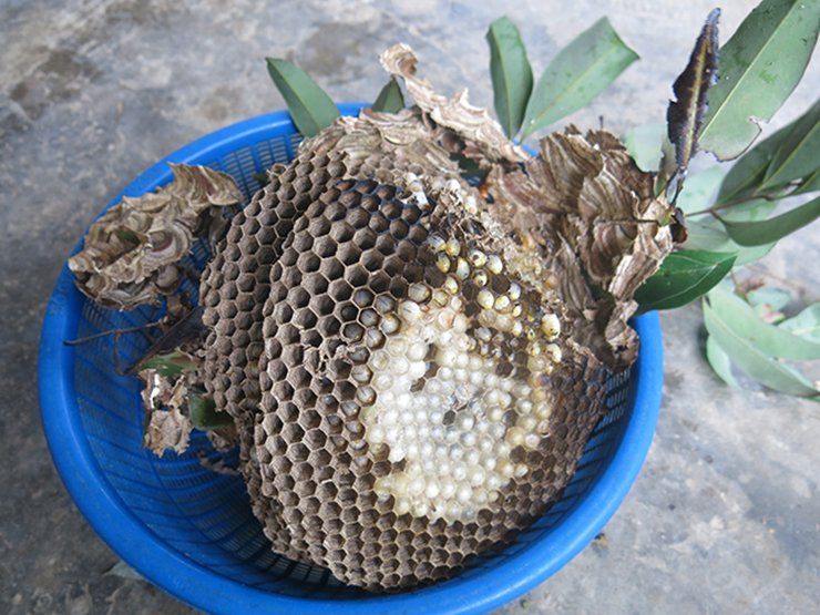 Ở các tỉnh miền Tây, người dân thường đi rừng săn nhộng ong để bán ra thị trường, kiếm thêm thu nhập
