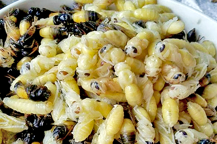 Thế nhưng, nhộng của ong vò vẽ lại là đặc sản có giá lên tới 500.000 đồng/kg
