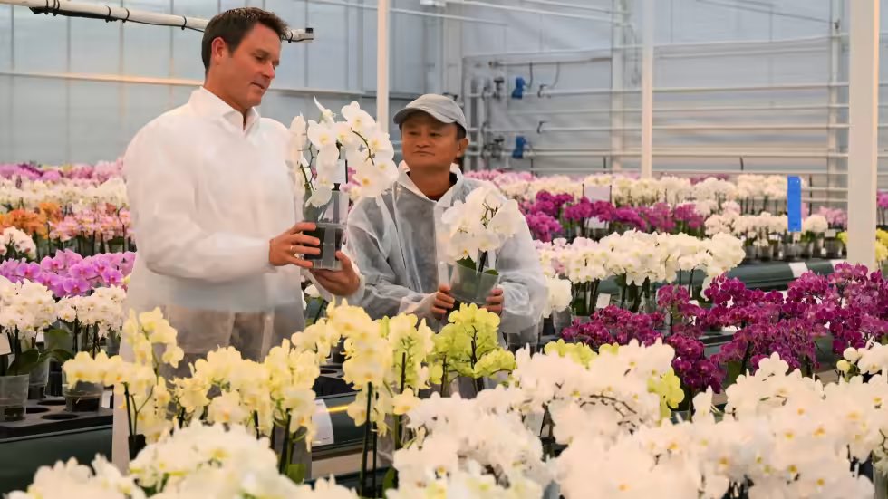 Ông Jack Ma học cách trồng hoa khi tới Hà Lan (ảnh: CNN)