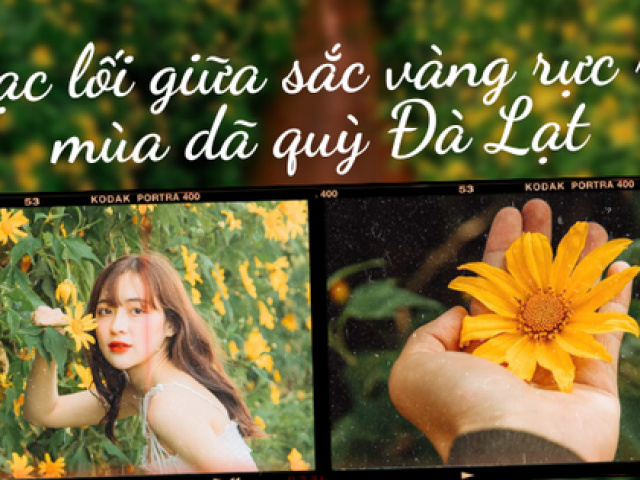 Du lịch - Đà Lạt mùa đẹp nhất trong năm: Lạc lối giữa sắc vàng của hoa dã quỳ, Gen Z tha hồ "sống ảo"