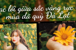 Du lịch - Đà Lạt mùa đẹp nhất trong năm: Lạc lối giữa sắc vàng của hoa dã quỳ, Gen Z tha hồ "sống ảo"