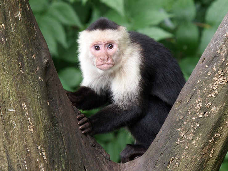 Đừng cho khỉ ăn: Những chú khỉ đáng yêu rất thu hút khách du lịch, nhưng xin đừng cho chúng ăn bởi bạn sẽ tạo điều kiện cho chúng mong đợi sự giúp đỡ của con người, làm giảm đi bản năng sinh tồn tự lực của chúng. Những con khỉ thường đi lang thang 17km mỗi ngày, nhưng nếu chúng biết mọi người sẽ cho chúng ăn, chúng trở nên lười biếng và không tập thể dục. Ngoài ra, thức ăn của chúng ta không tốt cho khỉ, ngay cả chuối cũng không phải là lựa chọn thực phẩm lý tưởng cho chúng (nhiều loại chứa đầy thuốc trừ sâu).

