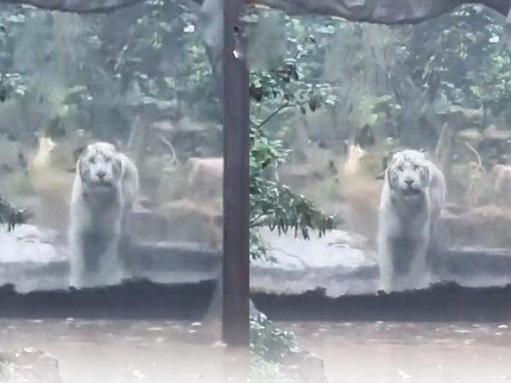 Bạn trẻ - Cuộc sống - Cô gái đi sở thú vào ngày mưa thấy cảnh tượng có một không hai