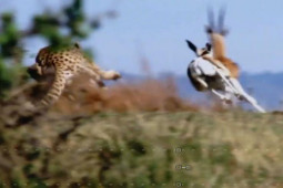 Media - Chạy "xé" gió, đảo hướng chóng mặt, linh dương vẫn mất mạng bởi kẻ săn mồi thiện chiến