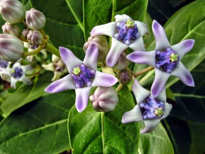 Top 4 thảo dược "vàng" hạ gục đờm, ho, khó thở dai dẳng mùa lạnh - 4