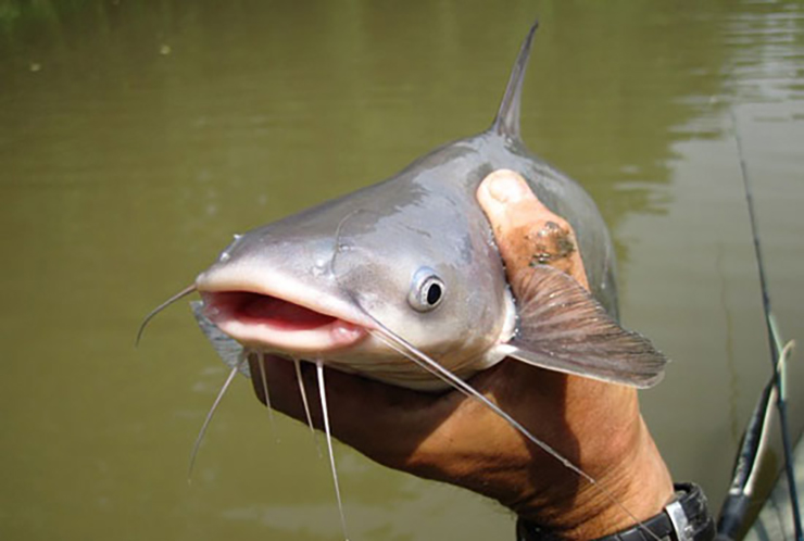 Đây là loài cá da trơn không có vảy, đầu cá hơi bẹp, miệng rộng và có hai râu ở hàm trên
