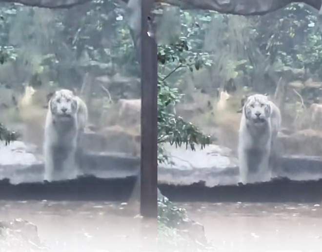 Cô gái đi sở thú vào ngày mưa thấy cảnh tượng có một không hai - 1