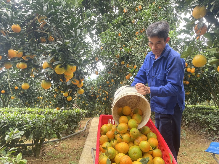 Starting a business from 2 oranges bought for his pregnant wife, the farmer collects nearly billion dong/year - 1