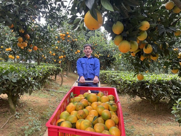 Starting a business from 2 oranges bought for his pregnant wife, the farmer collects nearly billion dong/year - 4
