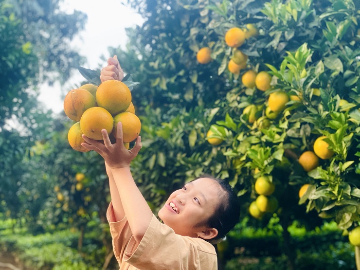 Starting a business from 2 oranges bought for his pregnant wife, the farmer collects nearly billion dong/year - 3