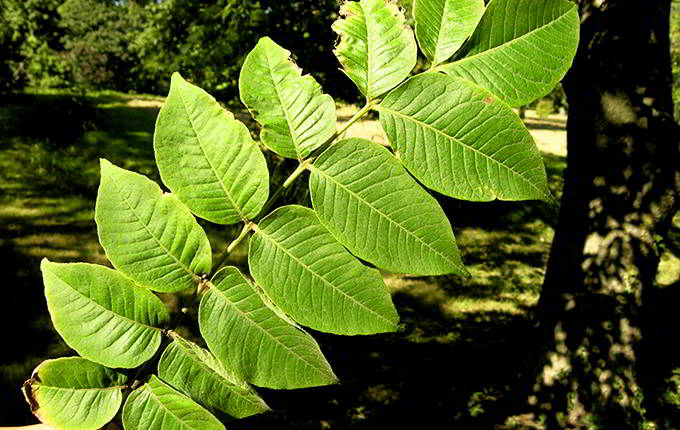 Hoàng bá - vị thảo dược giúp diệt khuẩn, tiêu viêm rất an toàn