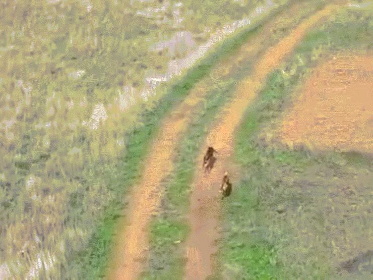 Media - Thỏ “đánh võng", đảo hướng tuyệt đỉnh, 2 con chó săn mồi truy sát bất thành