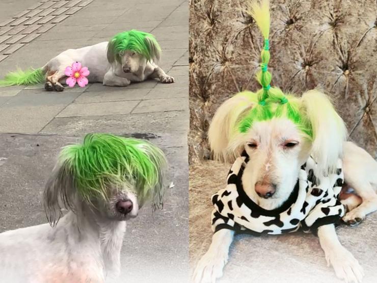 Bạn trẻ - Cuộc sống - Chú chó với mái đầu nhuộm xanh “cực bảnh” gây sốt mạng