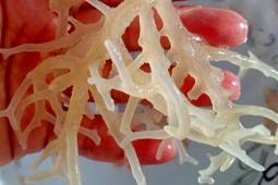Thị trường - Tiêu dùng - Được coi là “yến sào đại dương”, loại rong này có giá lên tới nửa triệu đồng/kg