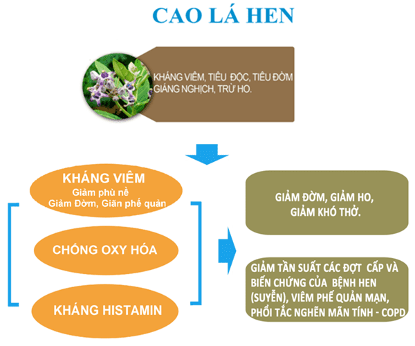 Thoát “án tử” phổi tắc nghẽn, COPD và hành trình "đánh bay" đờm, ho, khó thở dai dẳng - 3