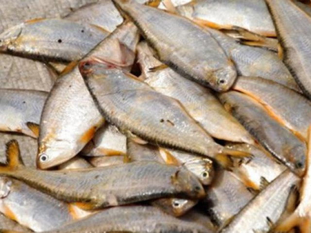 Thị trường - Tiêu dùng - Loại cá xưa ít người ăn, nay thành đặc sản Quảng Bình