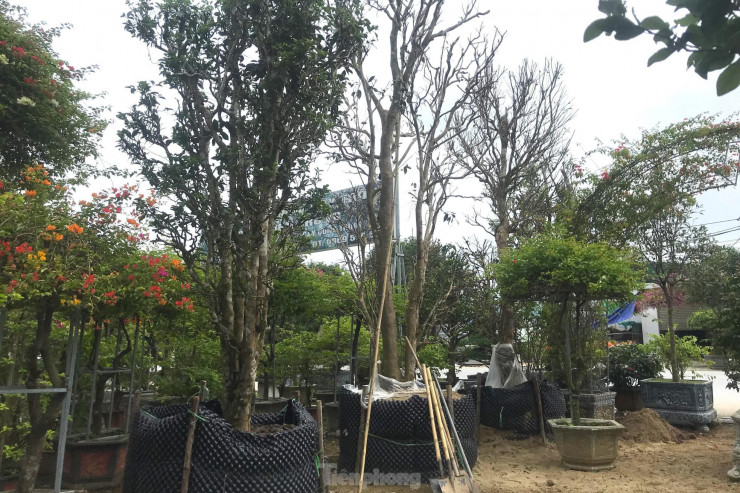 Còn hơn một tháng nữa mới tới Tết Nguyên đán Quý Mão 2023 nhưng tại một số nhà vườn ở TP Vinh, Nghệ An thời điểm này đã bày bán những cây chè cổ thụ có giá hàng chục triệu đồng.