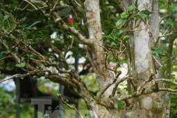 Thị trường - Tiêu dùng - Mục sở thị cây chè cổ thụ hàng chục triệu đồng chơi Tết sớm