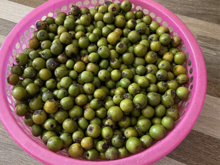 Thị trường - Tiêu dùng - Loại quả dại trước rụng đầy rừng giờ "đổi đời" thành đặc sản, hàng có bao nhiêu cũng hết