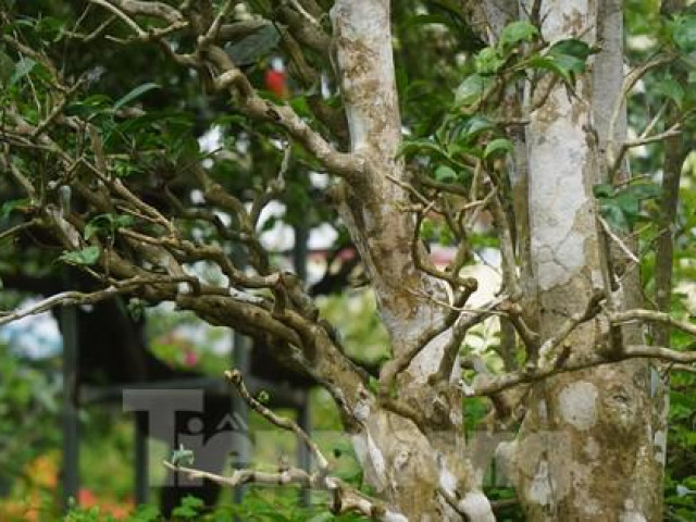 Mục sở thị cây chè cổ thụ hàng chục triệu đồng chơi Tết sớm