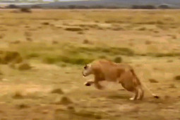 Media - "Tát" nhau tới tấp, sư tử cướp mồi của báo đốm