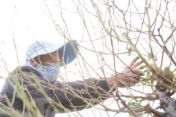 Thị trường - Tiêu dùng - Người Nhật Tân hối hả 'xuống lá' đào chuẩn bị đón Tết