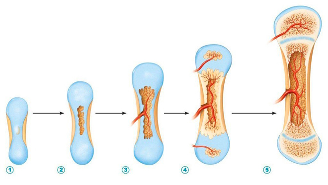 Khi sụn tăng trưởng hoàn tất quá trình biến đổi thành xương (thường trước 20 tuổi), chiều cao gần như không tăng thêm