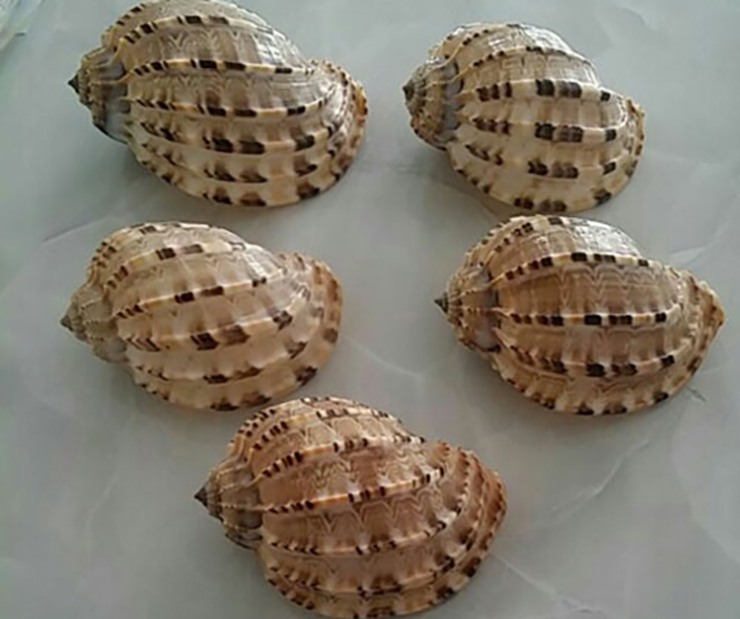 Tại Việt Nam, ốc khế xuất hiện tại những vùng biển từ Bình Định trở vào tới Vũng Tàu.
