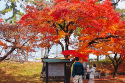 Du lịch - Choáng ngợp cảnh sắc Nhật Bản cuối thu