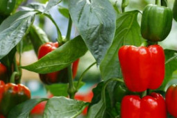 Sức khỏe đời sống - Một số bài thuốc nam từ trái ớt