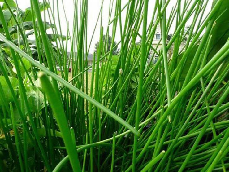 Thị trường - Tiêu dùng - Cỏ dại mọc đầy ruộng giờ "đẻ ra tiền", thành đặc sản dân hái bán hốt bạc