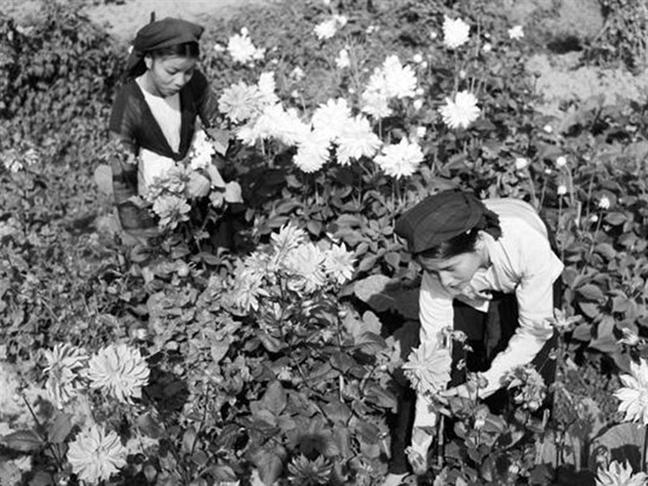 Người Hà Nội chơi hoa - 3