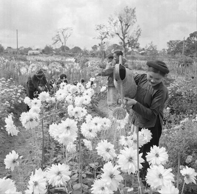 Người Hà Nội chơi hoa - 2