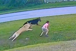 Media - Ngỡ ngàng với cảnh các con vật "cứu chủ"