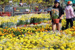 Thị trường hoa Tết Quý Mão 2023 dự báo tăng giá mạnh