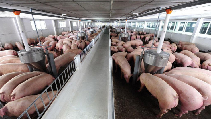 Giá thịt lợn hơi đang ở mức thấp dù đang cao điểm tiêu thụ dịp Tết. Ảnh:Đ.Đ/ báo Thanh Niên