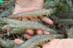 Ẩm thực - Tôm mua về chớ cho ngay vào tủ lạnh, làm cách này tôm để cả năm vẫn tươi rói