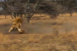 Media - Hai sư tử đực phô diễn sức mạnh khiến báo đốm "không thể chống đỡ"