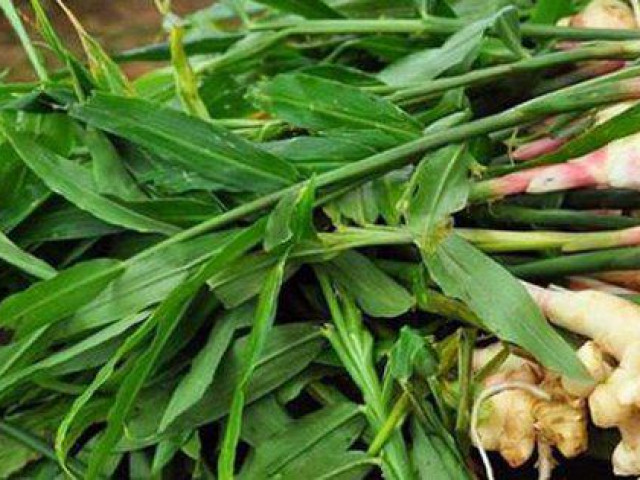 Sức khỏe đời sống - Gừng - Vị thuốc quý cho ngày đông lạnh giá