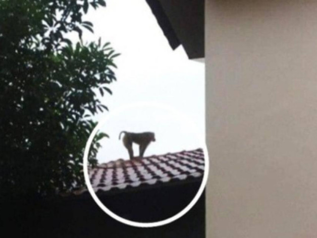 Tin tức trong ngày - Thái Bình: Xuất hiện khỉ hoang cắn chết chó, tấn công trẻ em