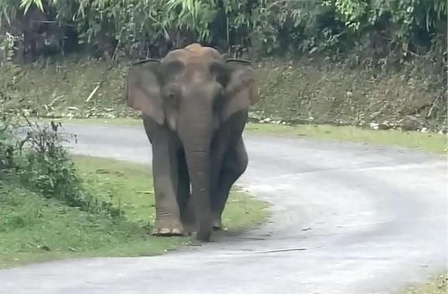 Hình ảnh voi rừng xuất hiện trên đường Tỉnh lộ 544