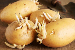 Sức khỏe đời sống - Những thực phẩm cực độc bạn cần biết để không nguy hiểm đến tính mạng