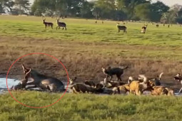 Media - Linh dương "thủy chiến" với đàn chó hoang giành giật mạng sống