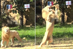 Bóng đá - Tin nóng bóng đá World Cup tối 9/12: "Tiên tri" sư tử dự đoán Anh, Bồ Đào Nha bị loại