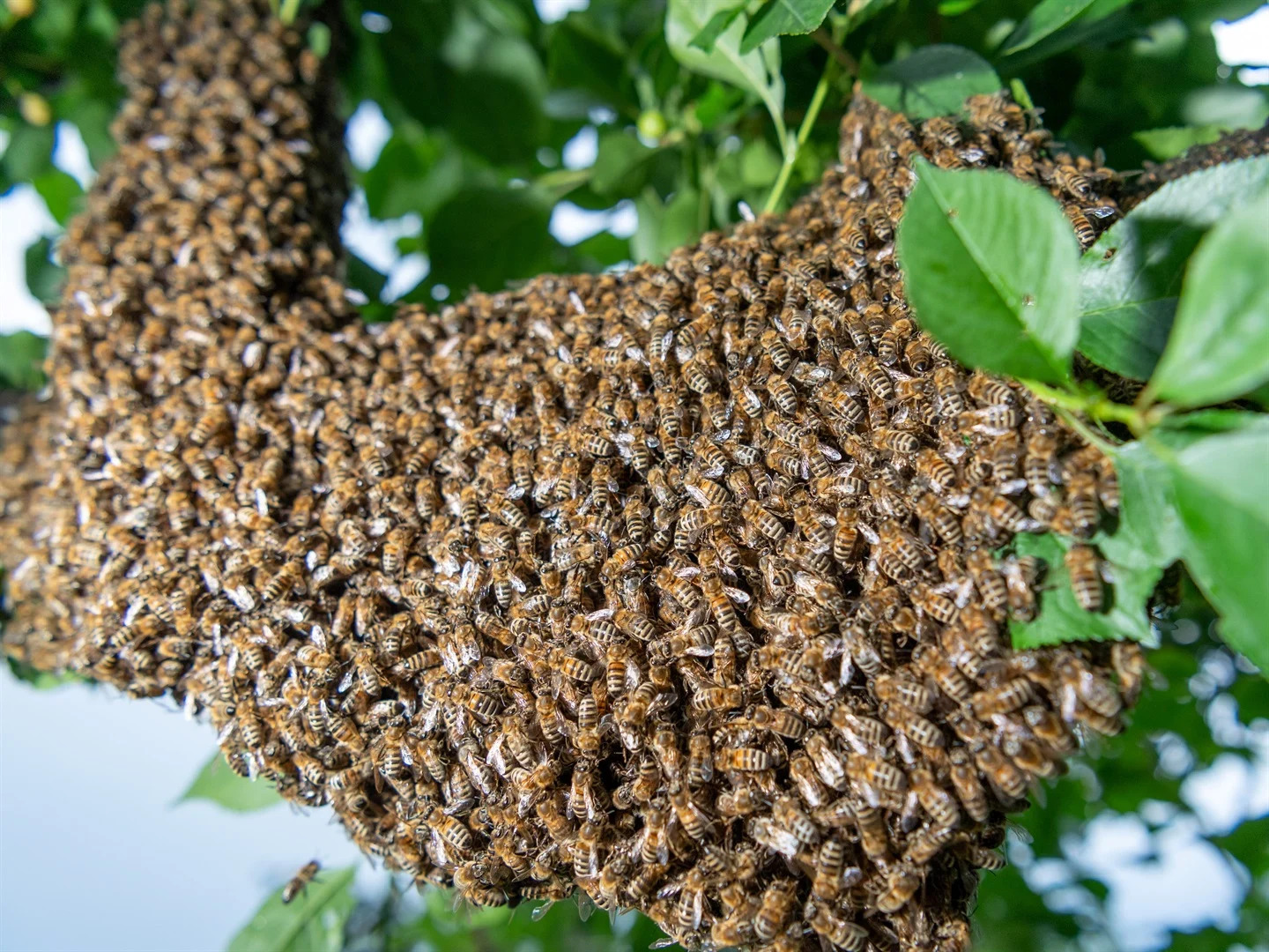 Một số người dân ở Nam Phi coi bầy ong làm tổ trong nhà là hiện thân của tổ tiên (ảnh&nbsp;: Daily Mail)