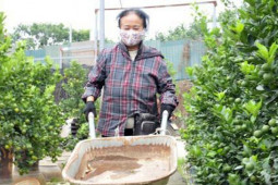 Thị trường - Tiêu dùng - Hà Nội: Dân buôn rục rịch mua quất Tết, chủ vườn tất bật chuẩn bị nguồn cung