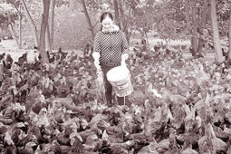 Thị trường - Tiêu dùng - Lợn gà trong trang trại "ế" nhưng thịt "ngoại" vẫn nhập ồ ạt