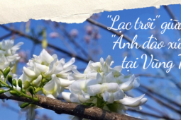 Du lịch - Lạc vào mùa hoa đỗ mai Vũng Tàu: Những cung đường ngập sắc trắng và hồng như phim anime